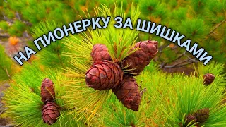 Поход за шишками на Пионерку.