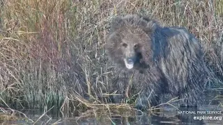 806's Spring Cub on the Fat Bear Junior Campaign Trail - September 29, 2023 (explore.org)