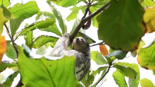 A Sloth in Heat