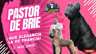 Pastor de Brie "Oh la la" Que Elegancia la de Francia Ep 14 Los RecomendaDogs