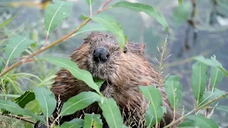 The Busy Beaver: Nature's Remarkable Architect   #animals #youtubevideo #naturelovers #rodents