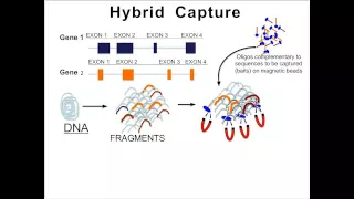 Whole Genome Sequencing - Robert Nussbaum