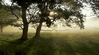 Nature Video 30 seconds|Nature WhatsApp Status Video|Nature Background Videos