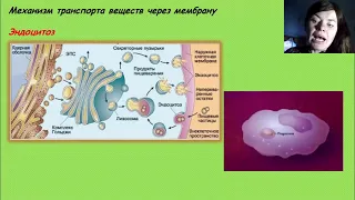 Механизм транспорта веществ через мембрану. Эндоцитоз: фагоцитоз и пиноцитоз.