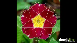 As flores e a Regra de ouro Sequência de Fibonacci por Demis Lima