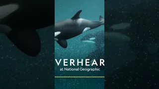 The Secret Culture of Orcas | Podcast | Overheard at National Geographic #photographers #diving