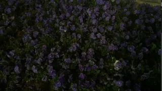 Little Flowers Dancing