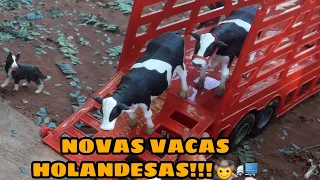 CHEGARAM AS NOVAS VACAS  HOLANDESAS NA  FAZENDINHA JC!!!🤠🚛#fazendinha#fazenda#toy#farm#cow