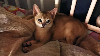 Котенок - инопланетянин выбрал себе хозяйку / В честь нового кота - льняное постельное белье