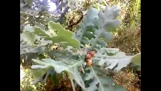 Μαθαίνουμε πως να ξεχωρίζουμε τις βελανιδιές που δίνουν μέλι