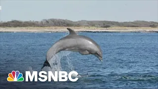 New York City's Hudson River Now Home To Dolphins