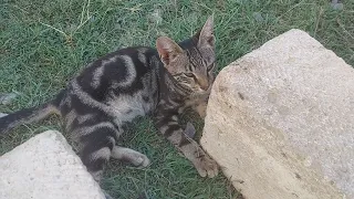 While Kittens Sleeping, she saw her owner and came to her.
