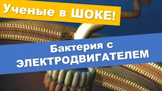 Бактерия с электродвигателем - жгутиковая бактерия. Ученые в шоке!