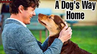 A Dog's Way Home Movie Explained In Hindi | A Dog's Way Home 2019 | Explain House