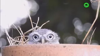 OWLS ARE WEIRDOS - Funny Owls Compilation 😜