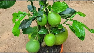 How To Propagate Orange | Unique Skill Grafting Pomelo In Bananas Water