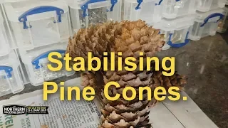 Stabilising pine cones