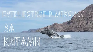 Как погладить кита