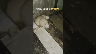 Наші нові сусіди 😂