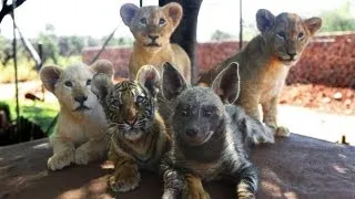 Baby Animals: Baby Lion, Baby Tiger  & Baby Hyena Cub Animal Cuteness!
