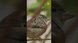 Мозг городского воробья