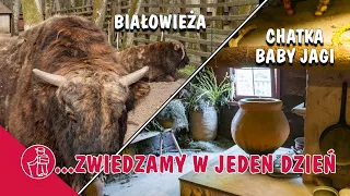 BIAŁOWIEŻA. REZERWAT ŻUBRÓW, MUZEUM LEŚNE, MIEJSCE MOCY. CHATKA BABY JAGI - CO WARTO ZOBACZYĆ