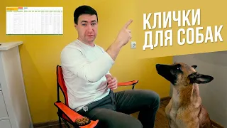 Клички для собак [3500 вариантов]. Как приучить собаку к кличке!