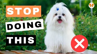 5 Things You Must Never Do to Your Maltese Dog (Maltese Mastery)