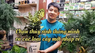 Chậu thủy sinh thông minh và các mẫu cây mới nhập về