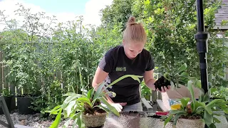 How to Re-pot a Staghorn Fern