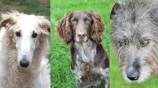 Охотничьи собаки: породы, разновидности, названия и фото