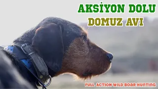 Full Action Wild Boar Hunting | Aksiyon Dolu Domuz Avı Belgeseli Vlog#8