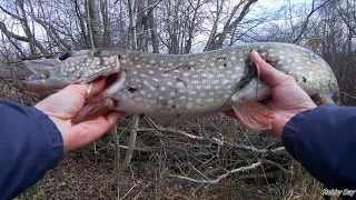 В МИКРО РЕЧКЕ такой ЩУКИ я не ожидал!!! ловля мормышкой.