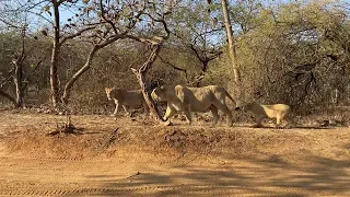 Lion big pride Gir national park and safari //Lion safari #asiaticlion #lionking #jungle_commando