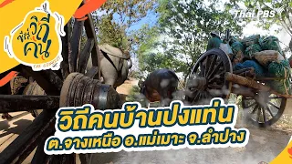 วิถีคนบ้านปงแท่น ต.จางเหนือ อ.แม่เมาะ จ.ลำปาง | ซีรีส์วิถีคน