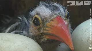 RoboSpy Chick In Bird Prison!