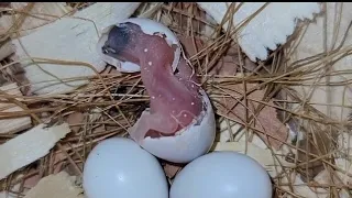 Baby birds hatching and handfeeding Q&A