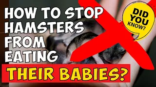 How To Prevent Your Hamster From Eating Their Babies?