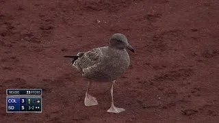 Bird takes a stroll down the third-base line