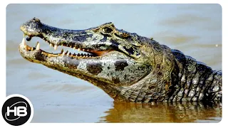 Вот Почему Плачут Крокодилы. Тайны царства животных