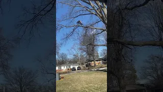 Limb walking #treework #climber