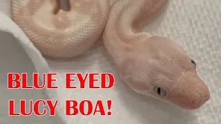 HOW TO MAKE A BLUE EYED LEUCISTIC BOA!