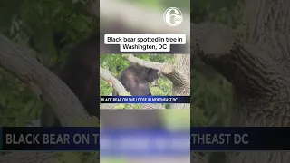 Large black bear spotted in tree in Washington, DC