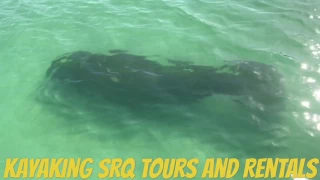 Paddling With a Manatee in Siesta Key Florida