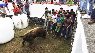 Wild Bulls For Brave Boys - Tag The Cattle - Terceira Island - Azores