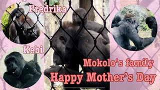Mokolo’s family- Happy Mother Gorillas Day! Moms are always bonding with Jameela, Kunda and Kayembe.
