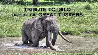 🐘 Tribute to ISILO last of the Great Tuskers 🐘