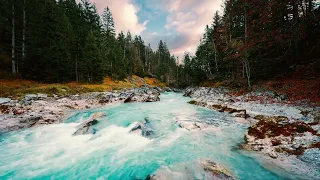 This Video Puts me Back into Nature 💖 Bird Song & Gentle Harp is SO Relaxing!