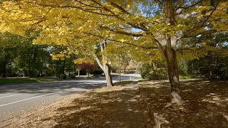 American Neighborhood Walk with Autumn Colors and Falling Leaves | Nature Sounds for Sleep and Study