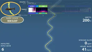 Elephant seals drift off to sleep while diving far below the ocean surface